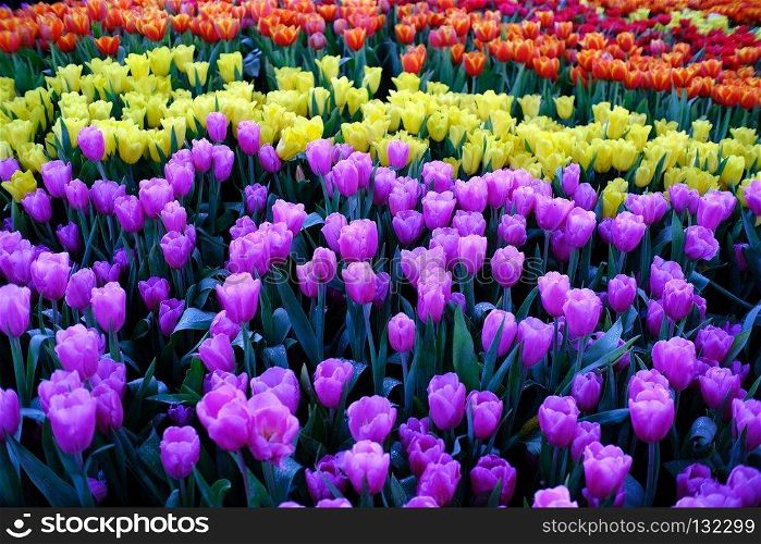 Big field of yellow violet and red tulips in garden