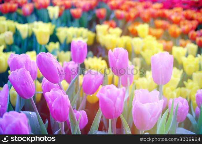 Big field of yellow violet and red tulips in garden