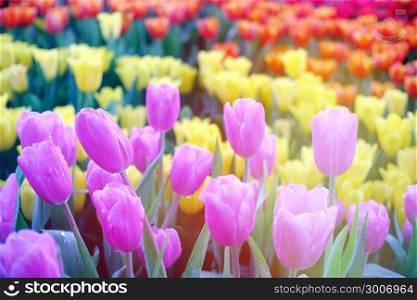 Big field of yellow violet and red tulips in garden