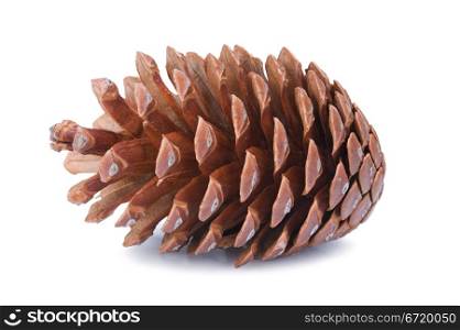 Big fir cone isolated on white background