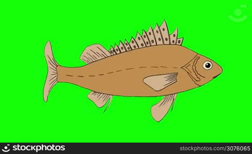 Big Fish Ruff Swimming. Animated footage isolated on green background.