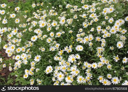 big flower-bed of white flowers of beautiful chamomiles