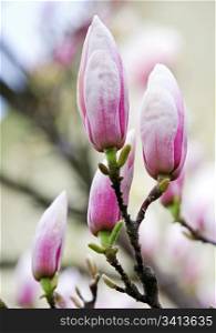 Big flower buds of magnolia-tree (on blossom tree background). Composite macro photo with considerable depth of sharpness.