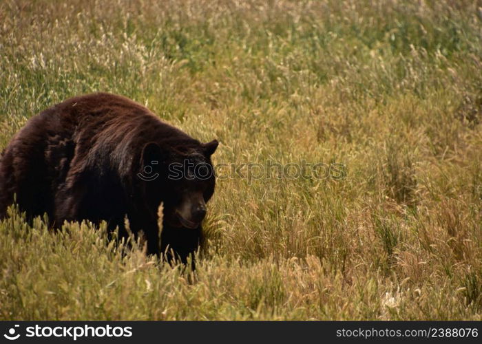 Big fluffy black bear walking through a field int ehs ummer.