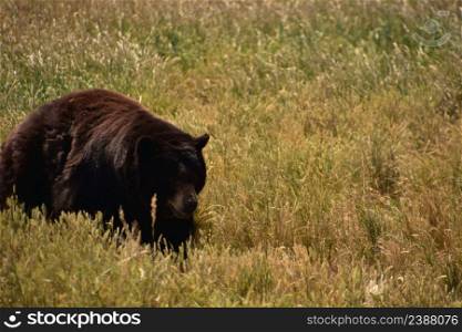 Big fluffy black bear walking through a field int ehs ummer.