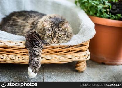 Big fluffy cat lying in wicker chaise sofa couch on balcony or garden terrace with flowers pot