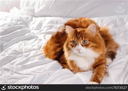 Big fluffy red cat is resting on the white bed.
