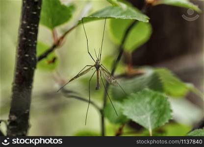 Big forest mosquito on green leaf on a tree. Big forest mosquito holding on green leaf