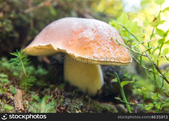 Big fresh edible mushroom boletus edulis in the green forest