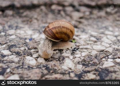 Big garden snail in shell crawling on the road