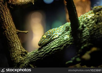 Big Gecko looking on branch of tree