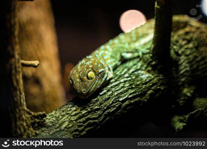 Big Gecko looking on branch of tree