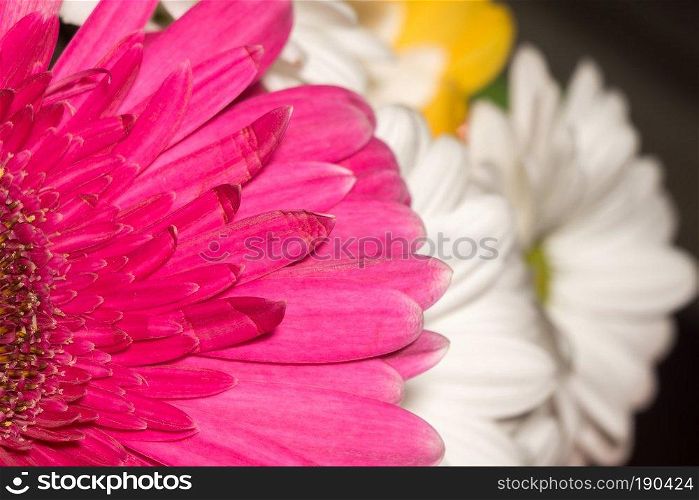 Big gerbera flower of bright pink color macro photo.