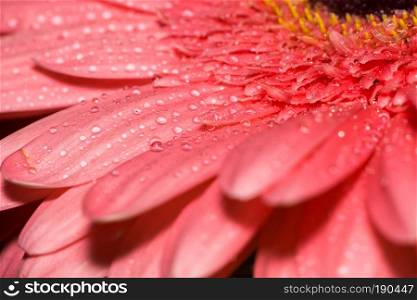 Big gerbera flower of bright pink color macro photo.