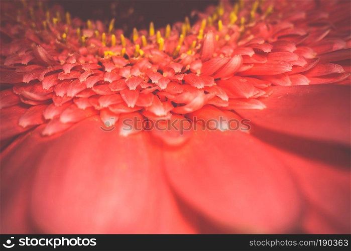Big gerbera flower of bright pink color macro photo, vintage background.