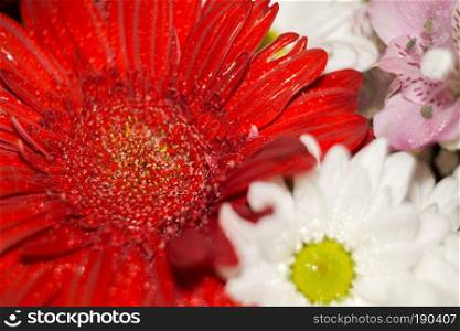 Big gerbera flower of bright red color macro photo.