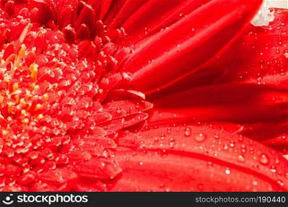 Big gerbera flower of bright red color macro photo.