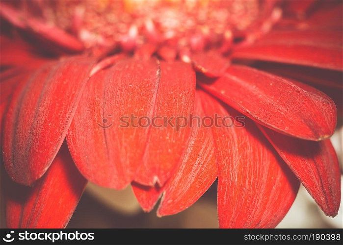 Big gerbera flower of bright red color macro photo, vintage background.