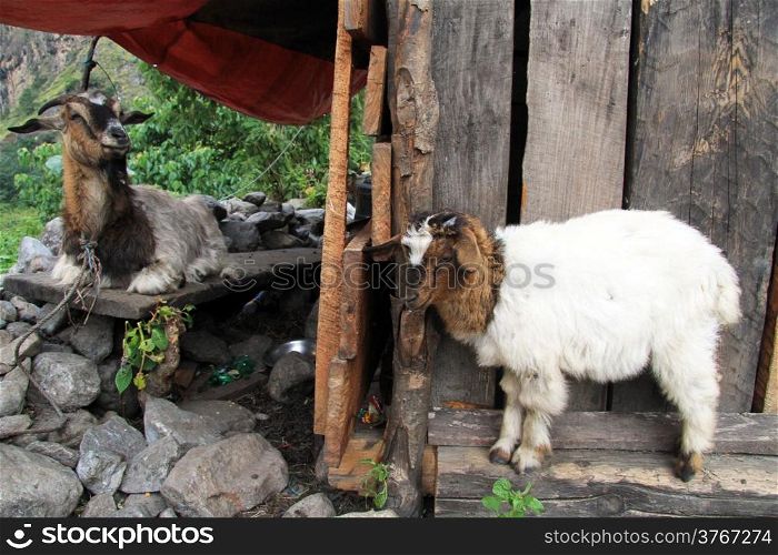 Big goat ND KID NEAR BARN IN THE VILLAGE