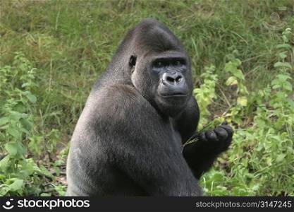 Big gorilla looking menacing at the camera