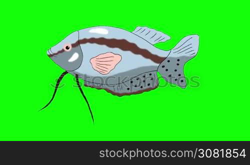 Big Gray Aquarium Fish Gourami floats in an aquarium. Animated Looped Motion Graphic Isolated on Green Screen