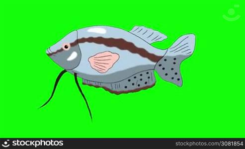 Big Gray Aquarium Fish Gourami floats in an aquarium. Animated Looped Motion Graphic Isolated on Green Screen