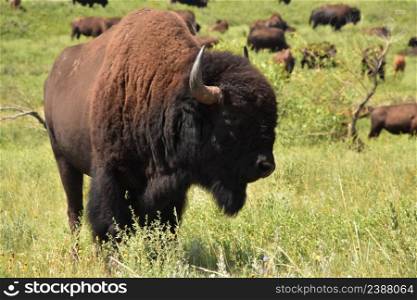 Big grazing herd of wandering wild bison in the midwest plains.