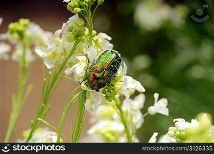 Big green beetle sit ot the flowers