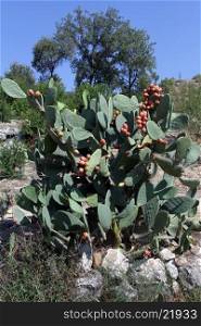 Big green cactus with fruits near tree in Turkey