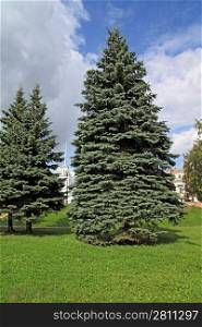 big green fir tree in town park