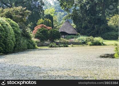 big green garden with water pond and decorated plants and trees and wooden house with place to relax