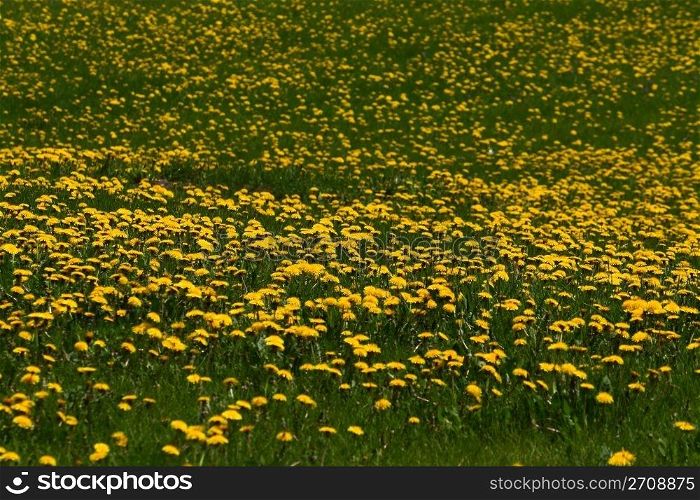 big green lawn with lots of dandelions