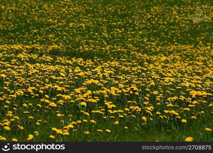 big green lawn with lots of dandelions