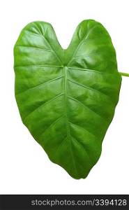 big green leaf isolated on white