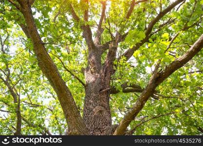 Big green oak tree with braches and leaves
