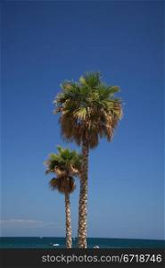 Big green palm trees near the beach