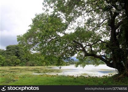 Big green tree near lake in Sri Lanka