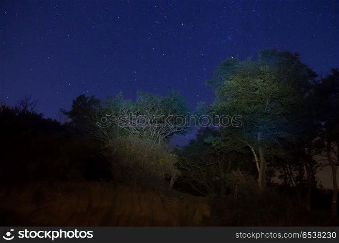 Big green trees in a forest under blue dark sky. Big green trees in a forest under blue dark sky with many bright stars