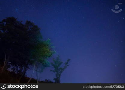 Big green trees in a forest under blue dark sky with many bright stars.