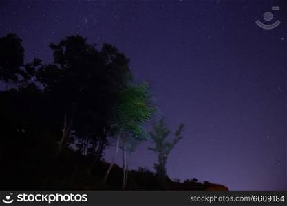 Big green trees in a forest under blue dark sky with many bright stars.