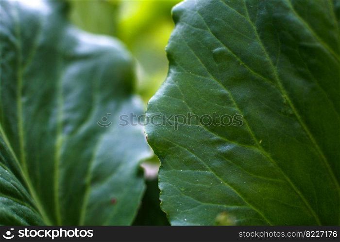 big green tropical leaves background close up.. big green tropical leaves background close up