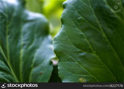 big green tropical leaves background close up.. big green tropical leaves background close up