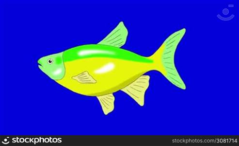Big Green-yellow Aquarium Fish floats in an aquarium. Animated Looped Motion Graphic Isolated on Blue Screen