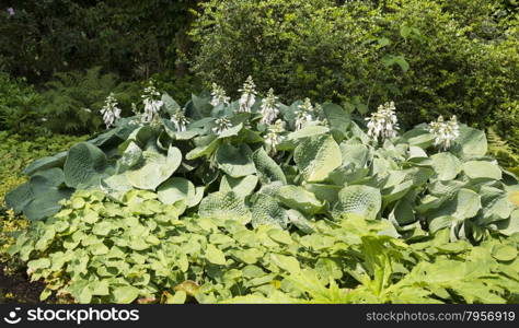 big group of hosta plants with white flowers in garden