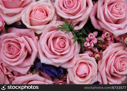 Big group of pink roses, perfect as a background