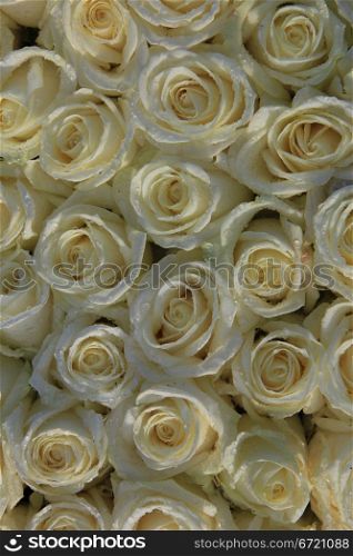 Big group of white roses with waterdrops after a rainshower