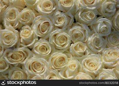 Big group of white roses with waterdrops after a rainshower