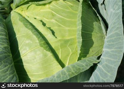 Big head of green cabbage. big head of ripe and green cabbage