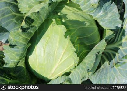 Big head of green cabbage. big head of ripe and green cabbage