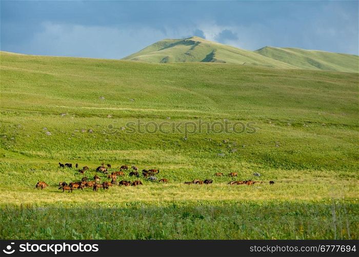Big herd of horses on shiny green grass